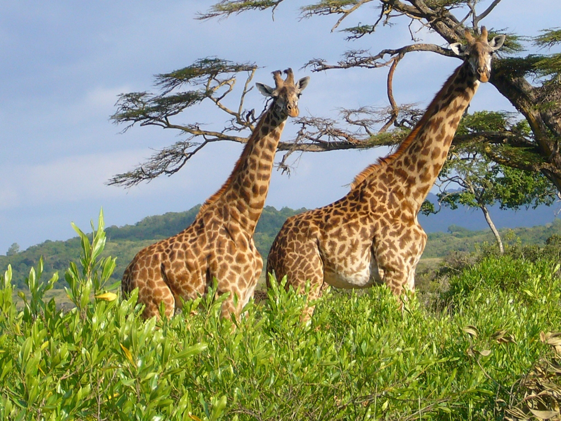 Serengati Kilimanjaro